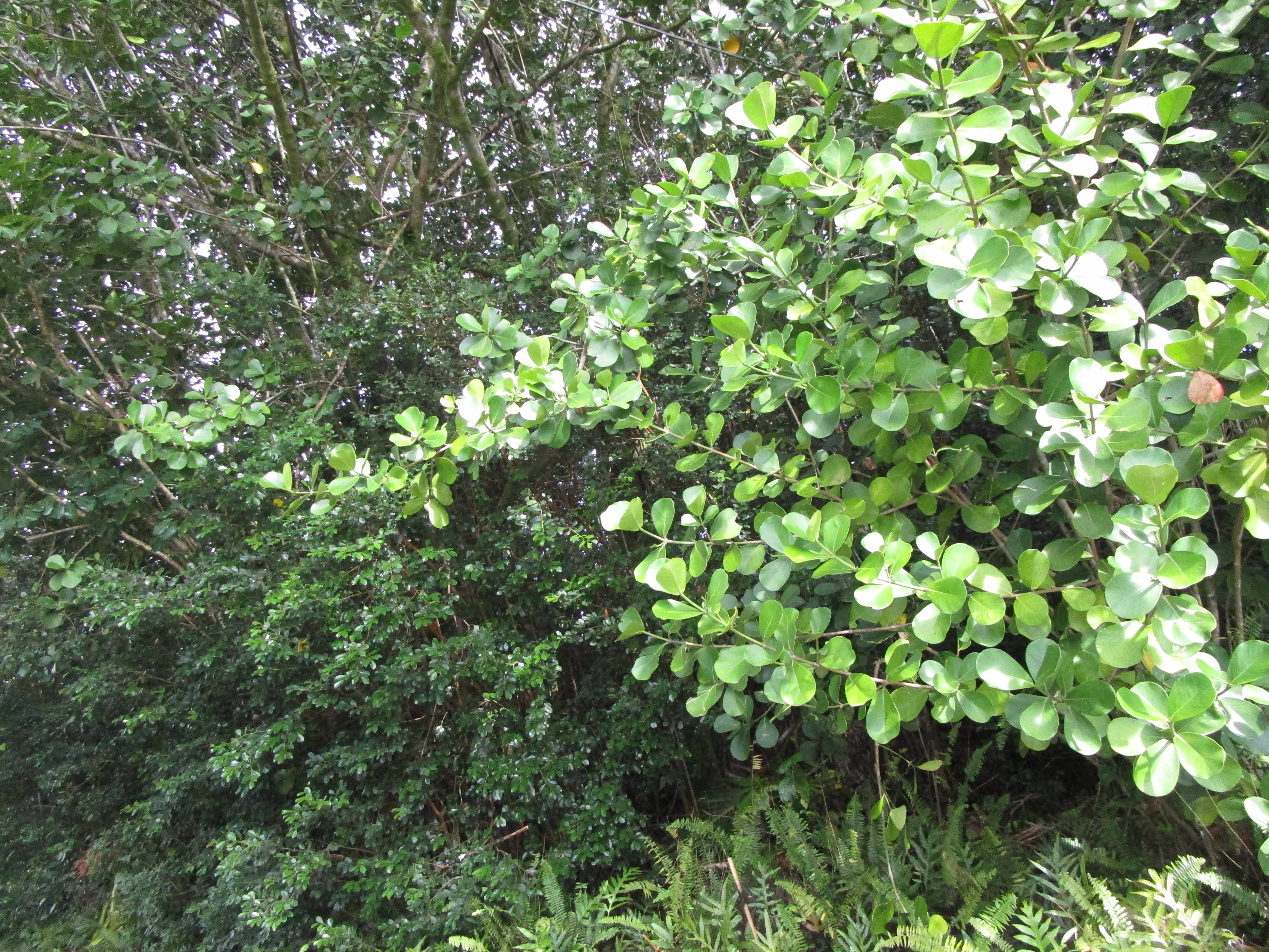 AMAU RD, Keaau, HI 96749
