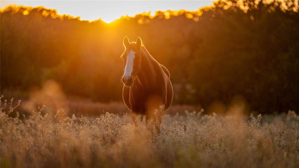 1210 County Road 232, Collinsville, TX 76233