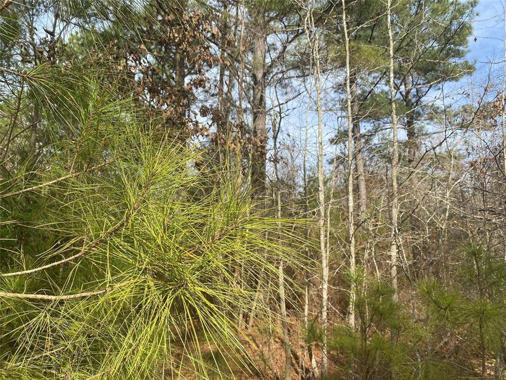 0000 CR 2622, Marietta, TX 75566