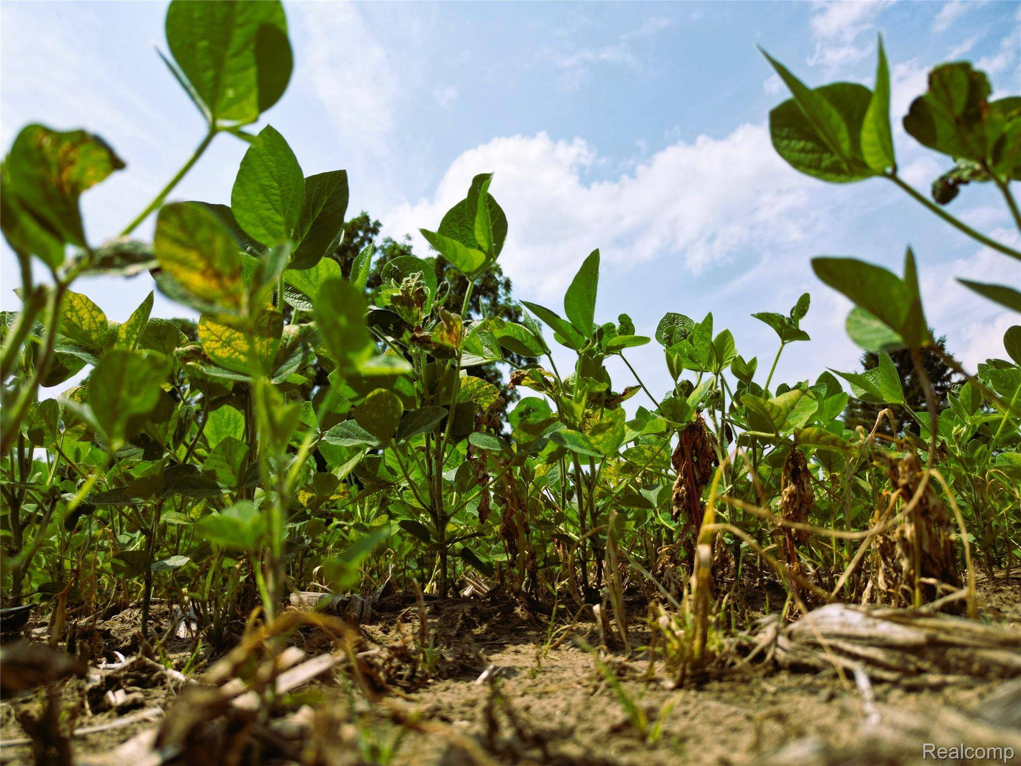 9654 BIRCH RUN RD, Arbela Township, MI 48746