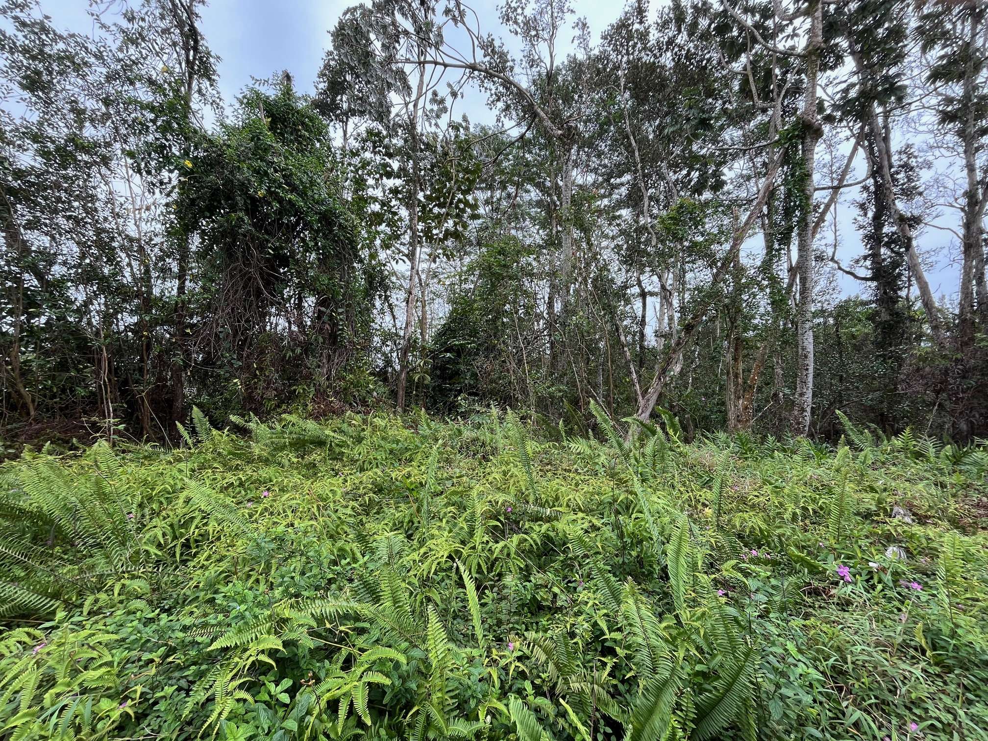 IAO ST, Pahoa, HI 96778