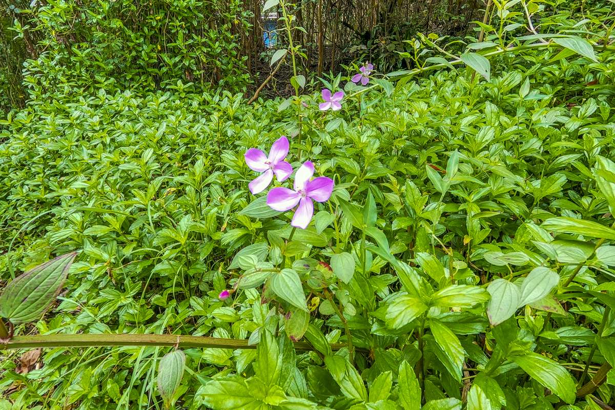 12-4330 OCEAN VIEW PKWY, Pahoa, HI 96778