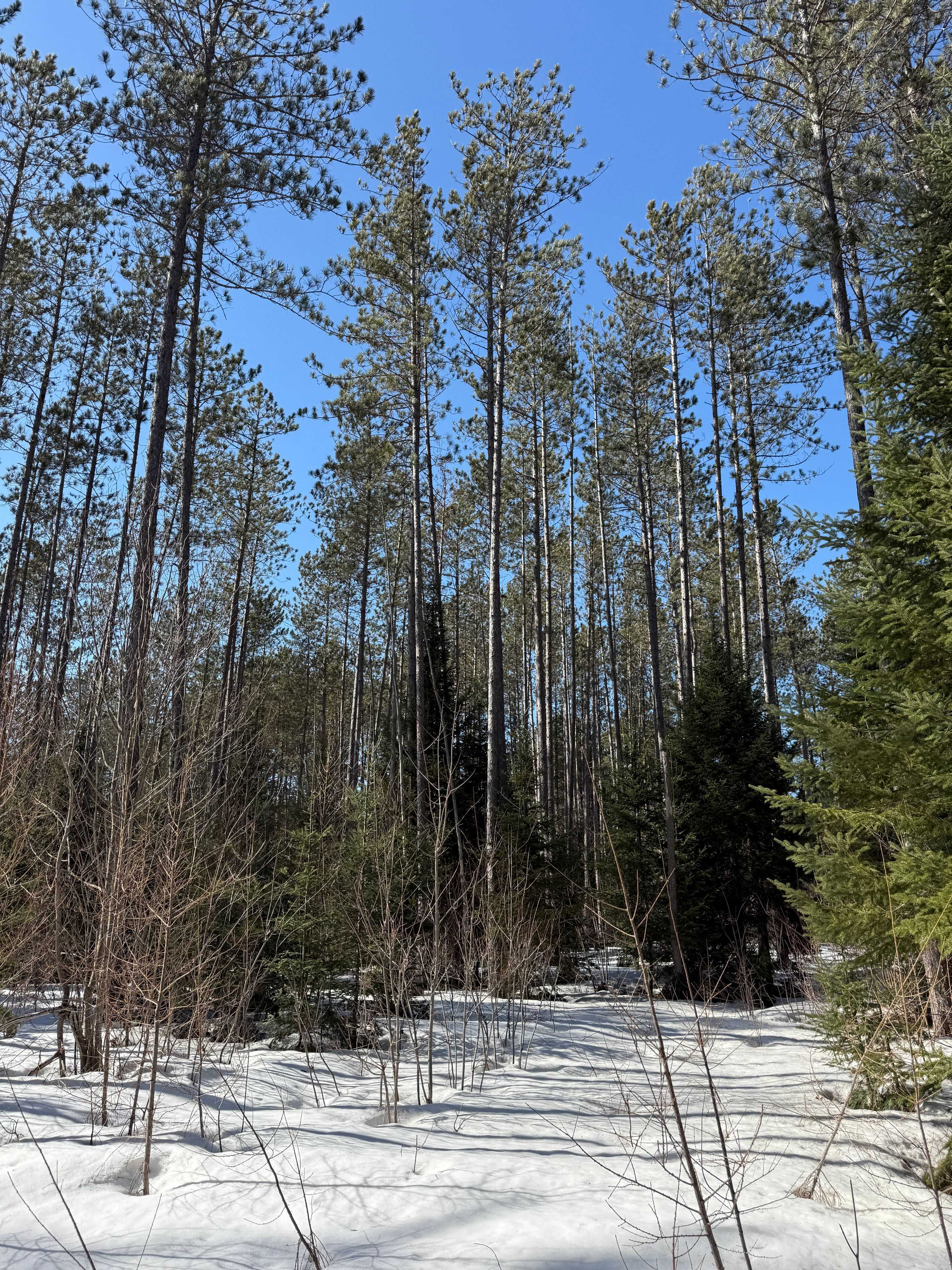 0 CARDWELL LAKE RD, Huntsville, ON P0B 1M0