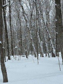 0 Providence DR, Algonquin Highlands, ON K0M 1S0