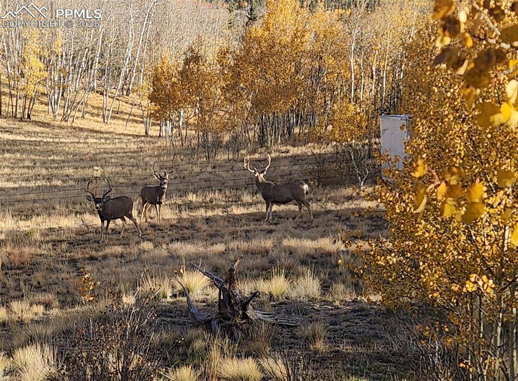 2387 Buffalo Ridge RD, Como, CO 80432