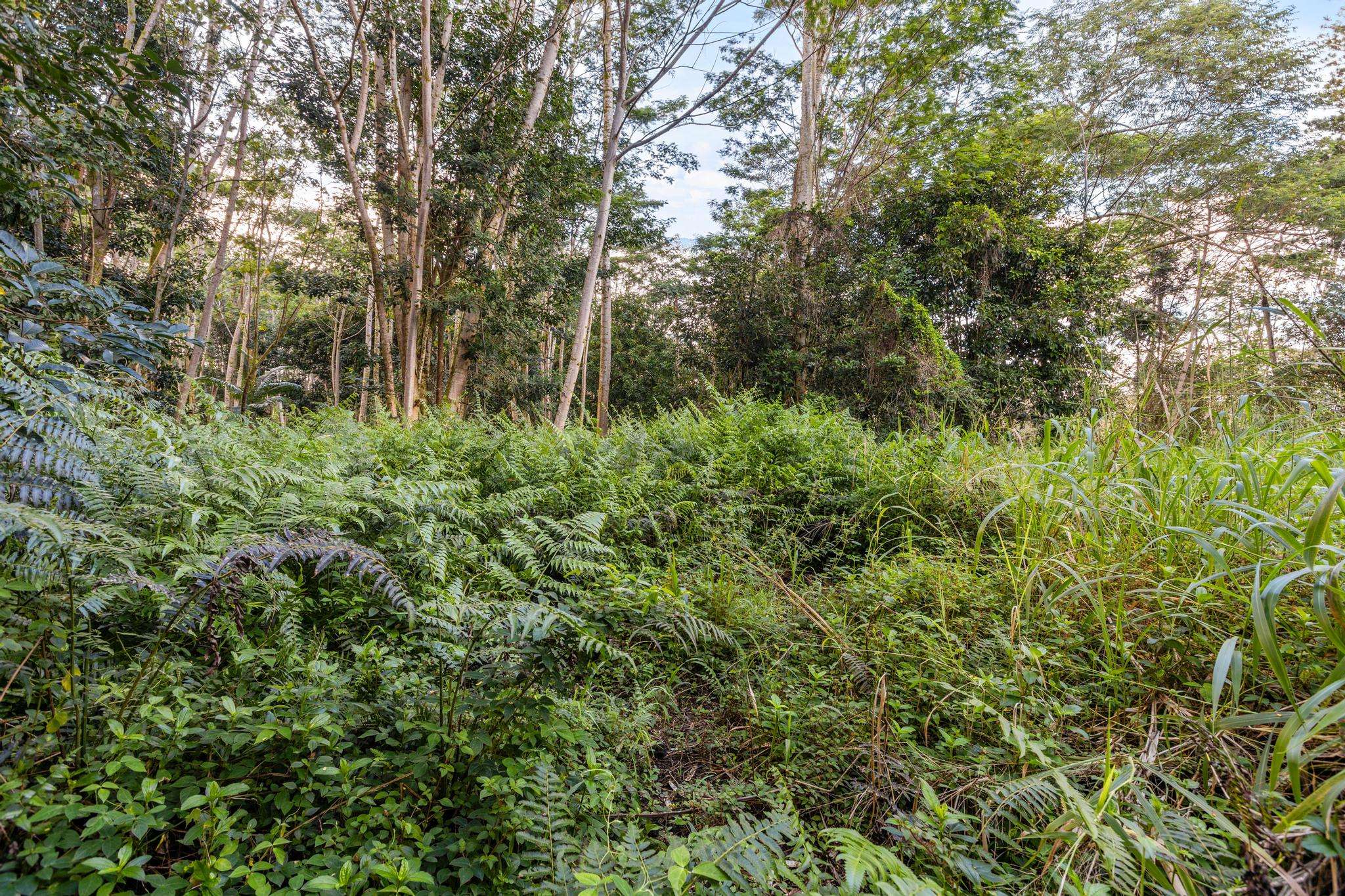 17-855 OLAA RD, Kurtistown, HI 96760
