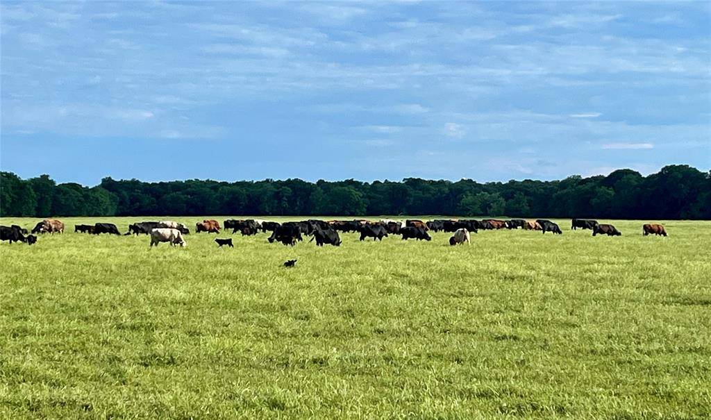 4798 E FM 198, Lake Creek, TX 75450