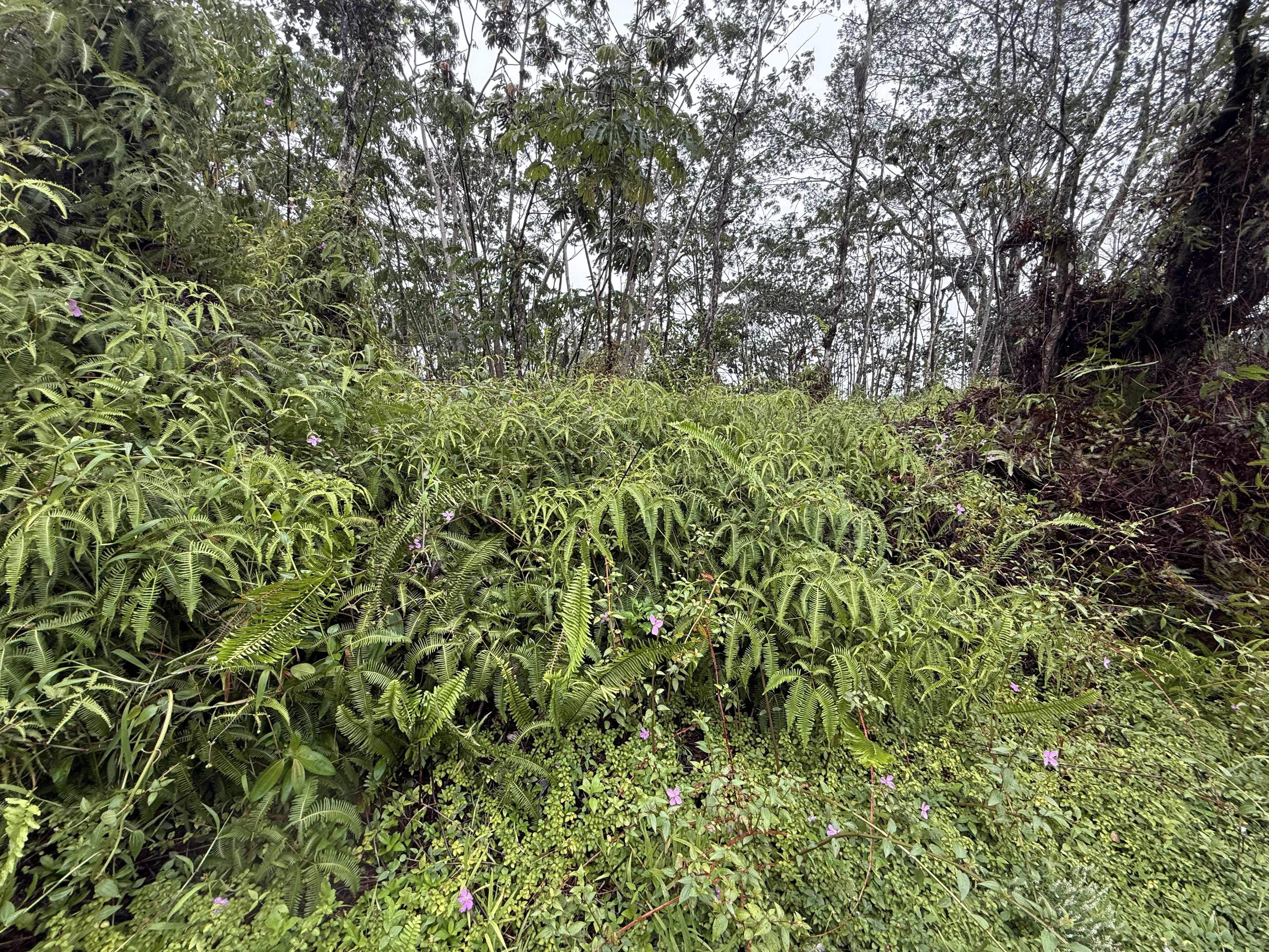 FOREST RD, Pahoa, HI 96778