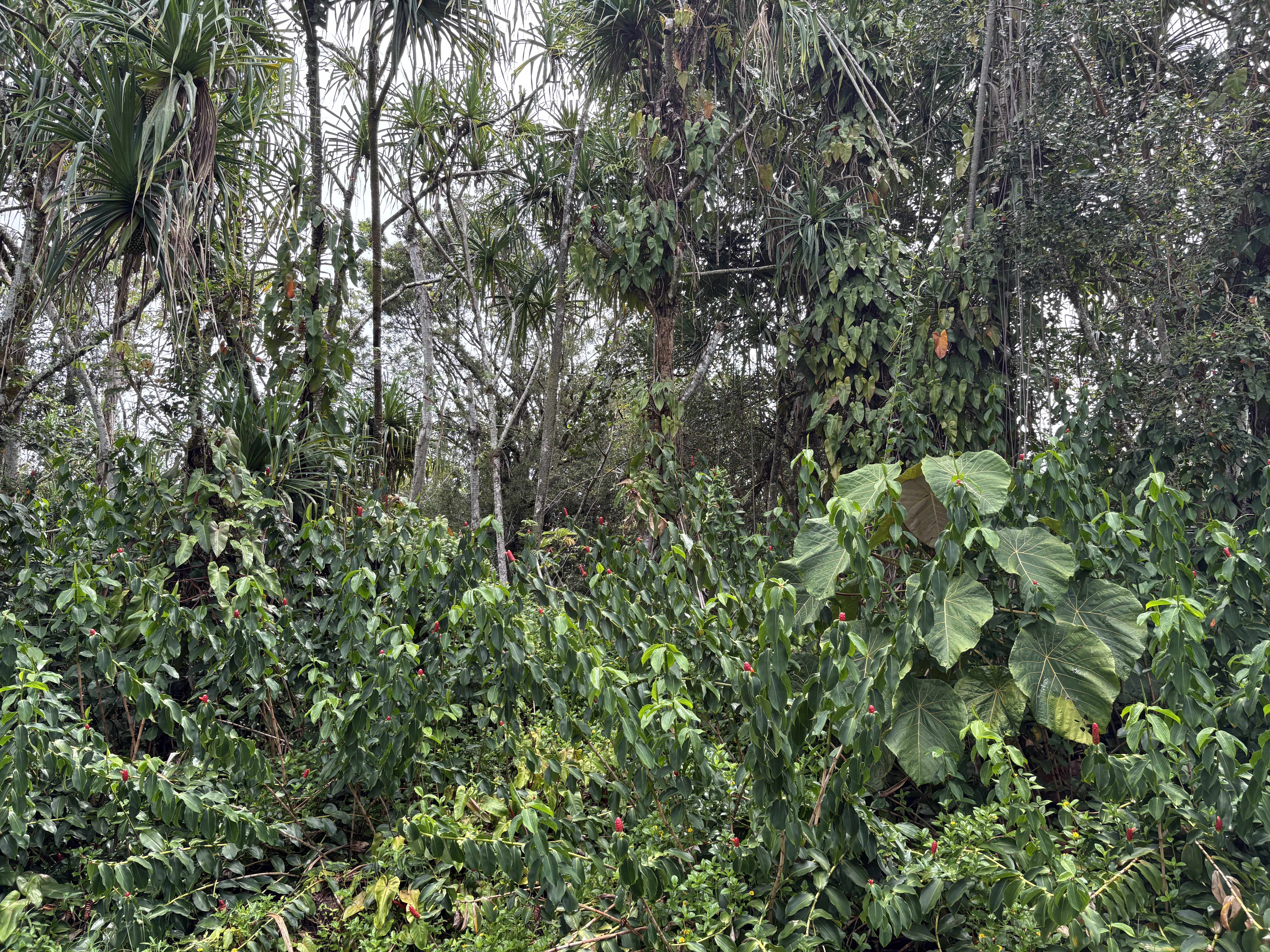 OOPU ST, Pahoa, HI 96778