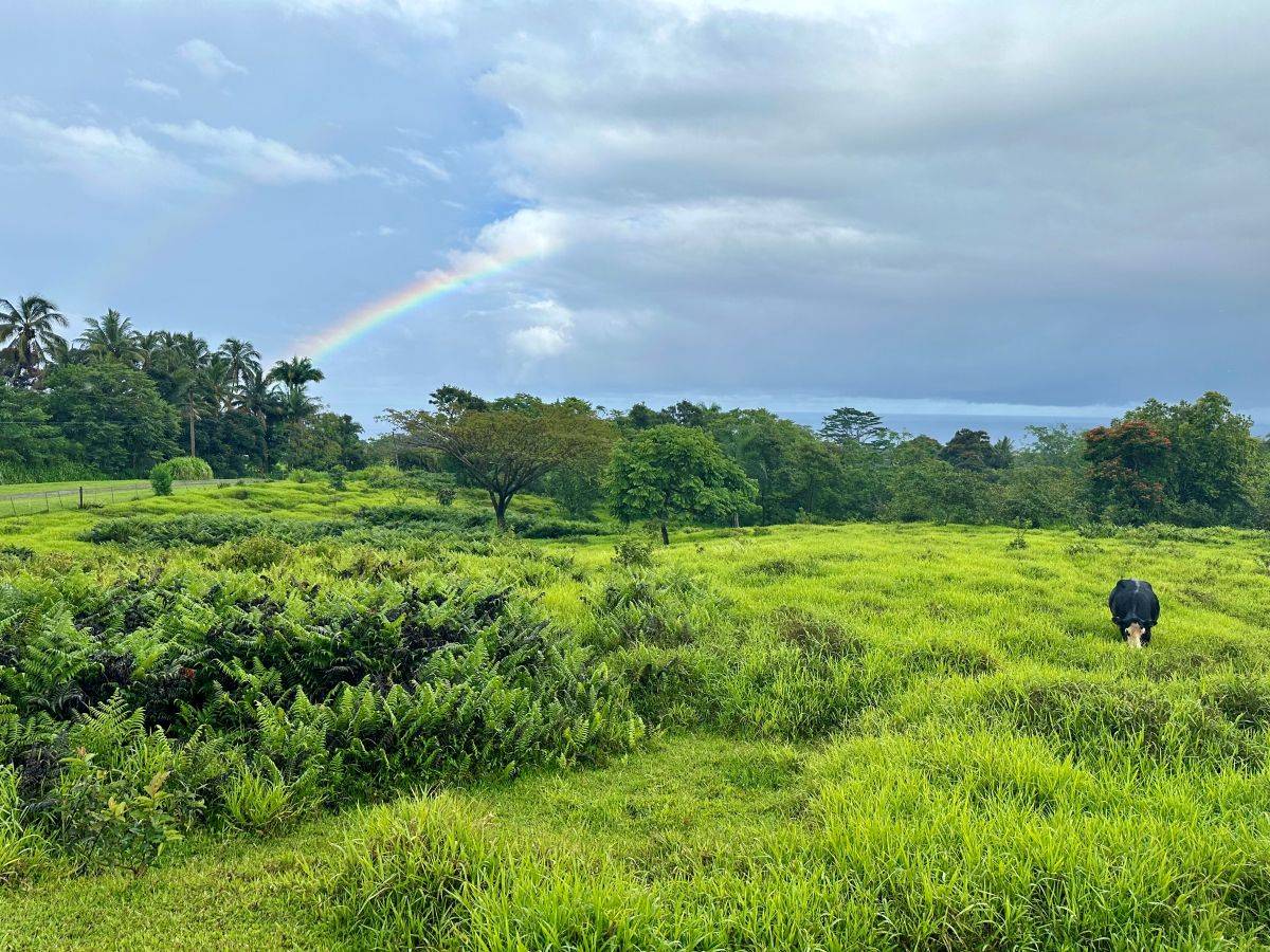 PUUMOI ROAD, Papaikou, HI 96781