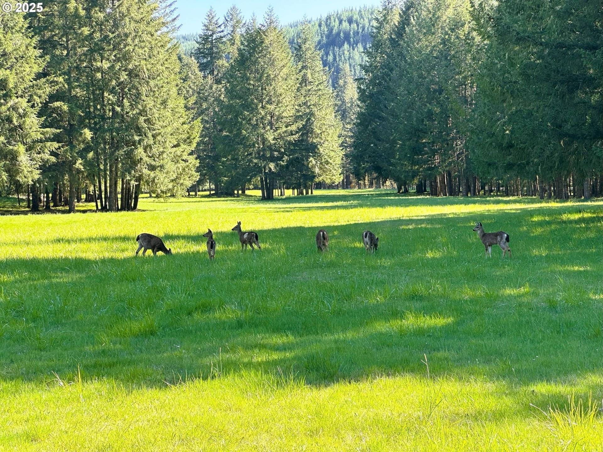 75325 MOSBY CREEK RD, Cottage Grove, OR 97424