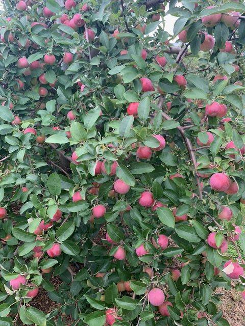 3376 Burnstown RD, Horton, ON K7V 3Z9