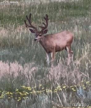 S Highway 83, Franktown, CO 80116