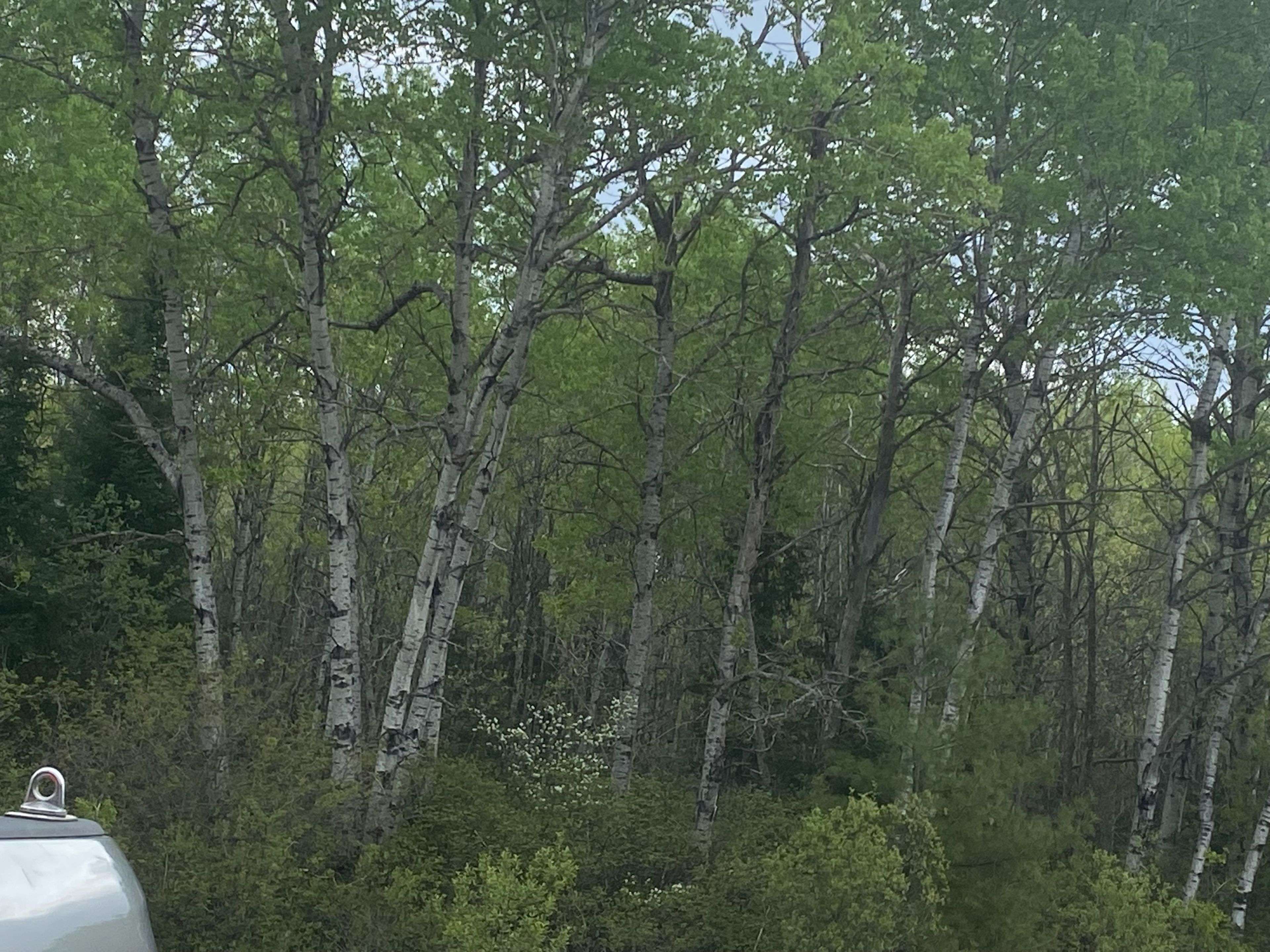 LOT 33 RUTHERGLEN Line, Bonfield, ON P0H 2E0