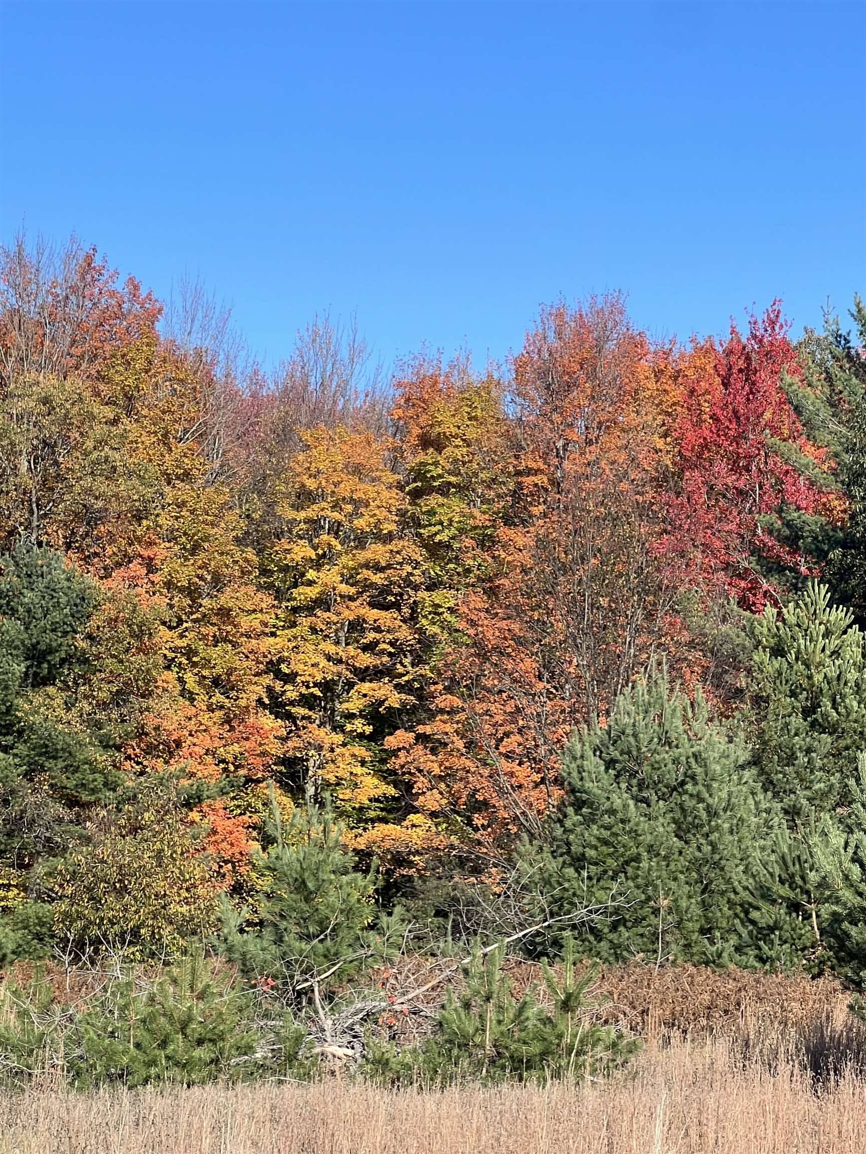 247 Blue Heron DR, Orange Twp, MI 49646