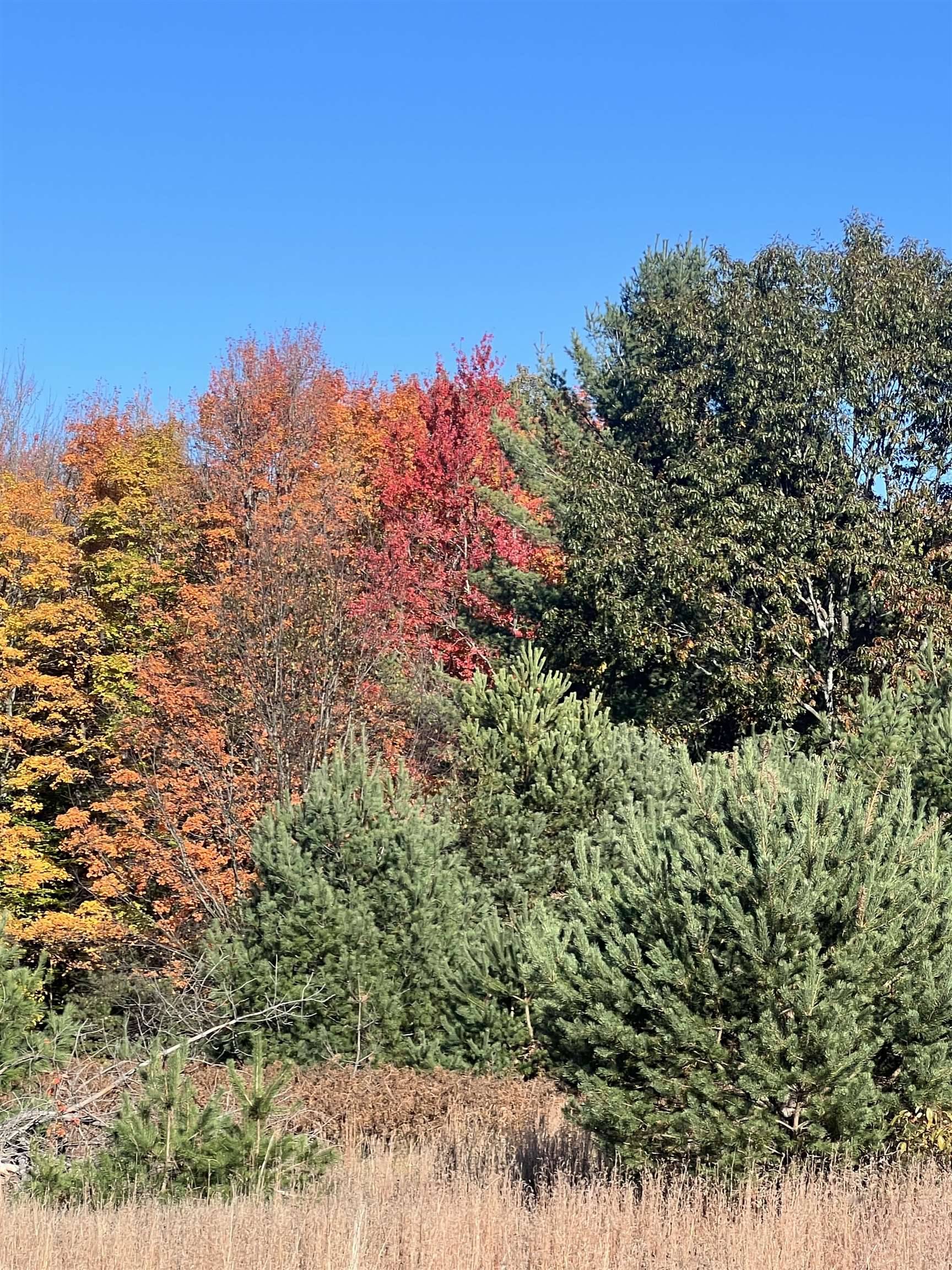 247 Blue Heron DR, Orange Twp, MI 49646