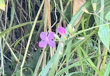 15-235 S PUNI MAKAI LP, Pahoa, HI 96778