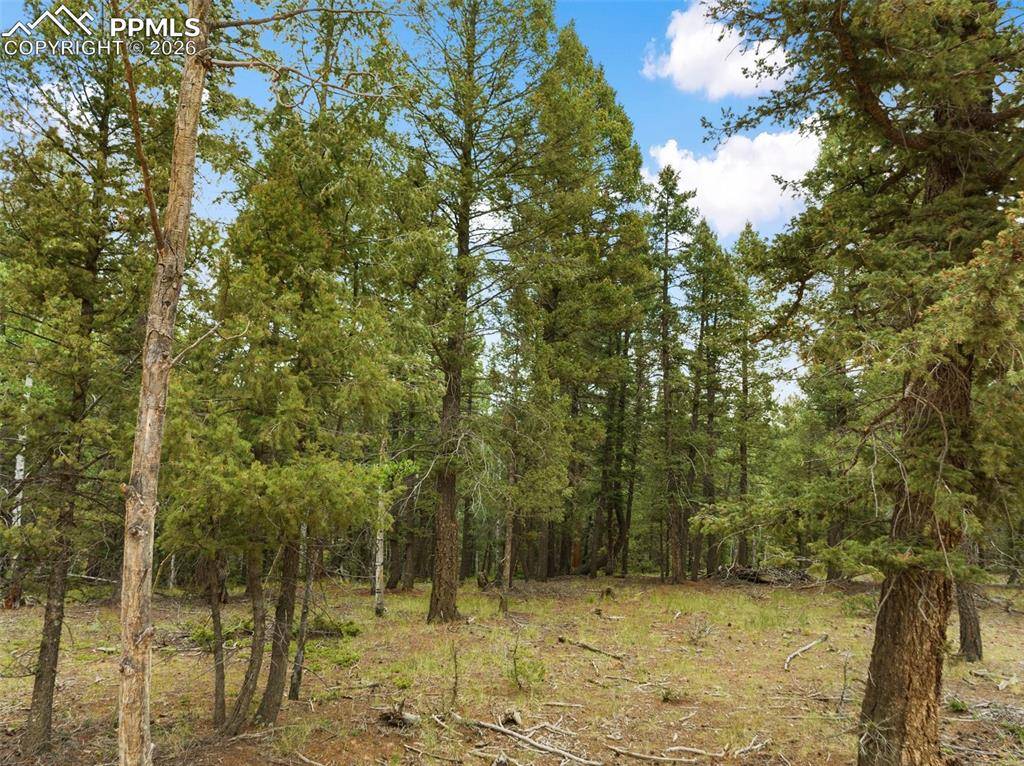 810 Ridge RD, Divide, CO 80814