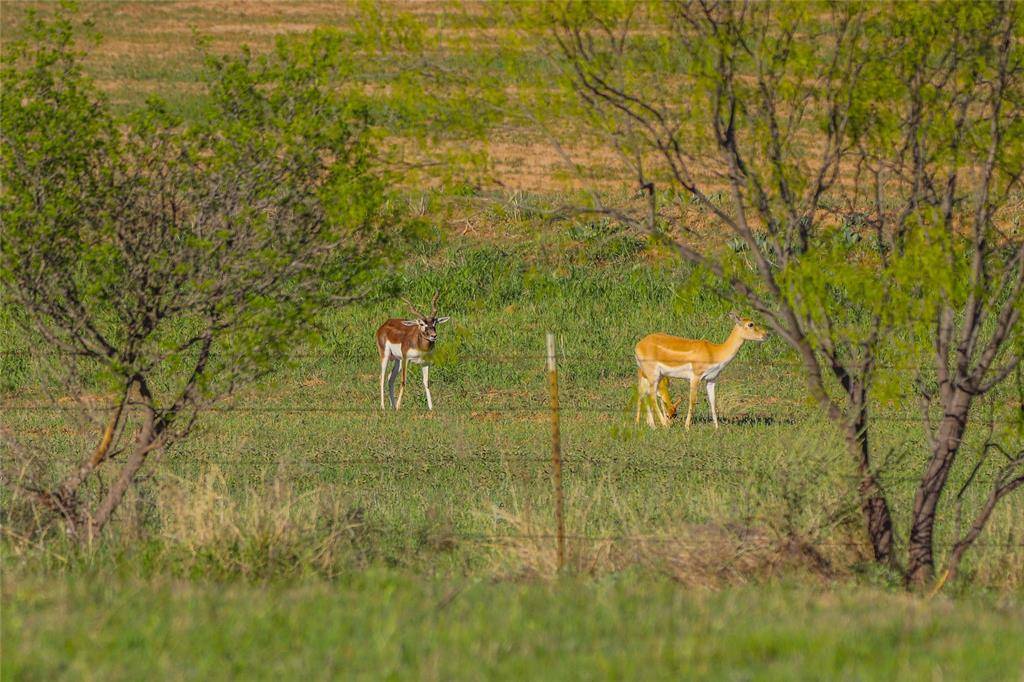 1952 FM 1689, Comanche, TX 76442
