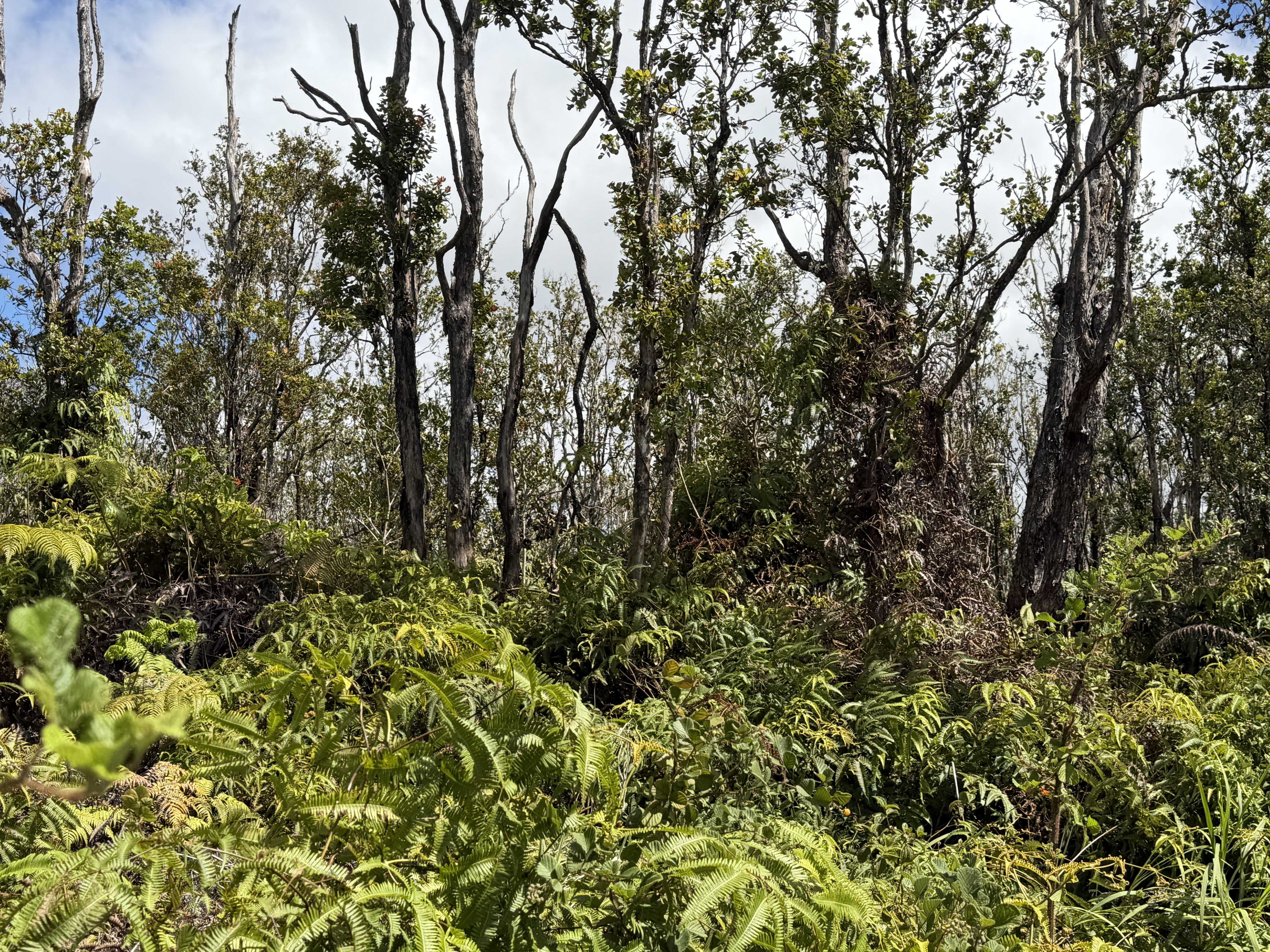 MAKOA RD, Volcano, HI 96785