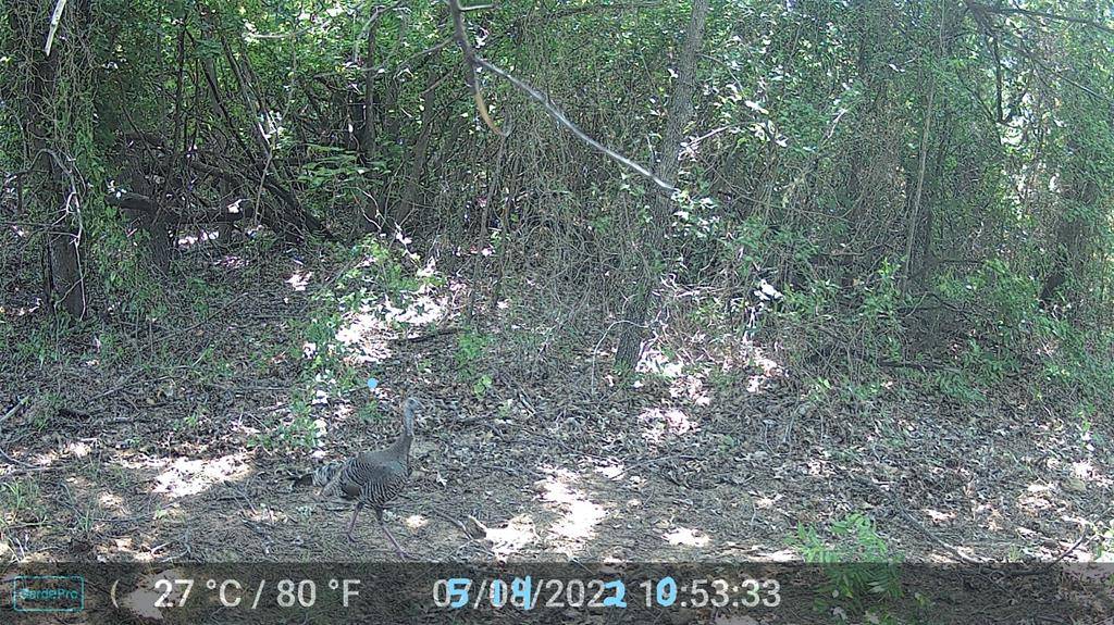 524 County Road 1792, Sunset, TX 76270