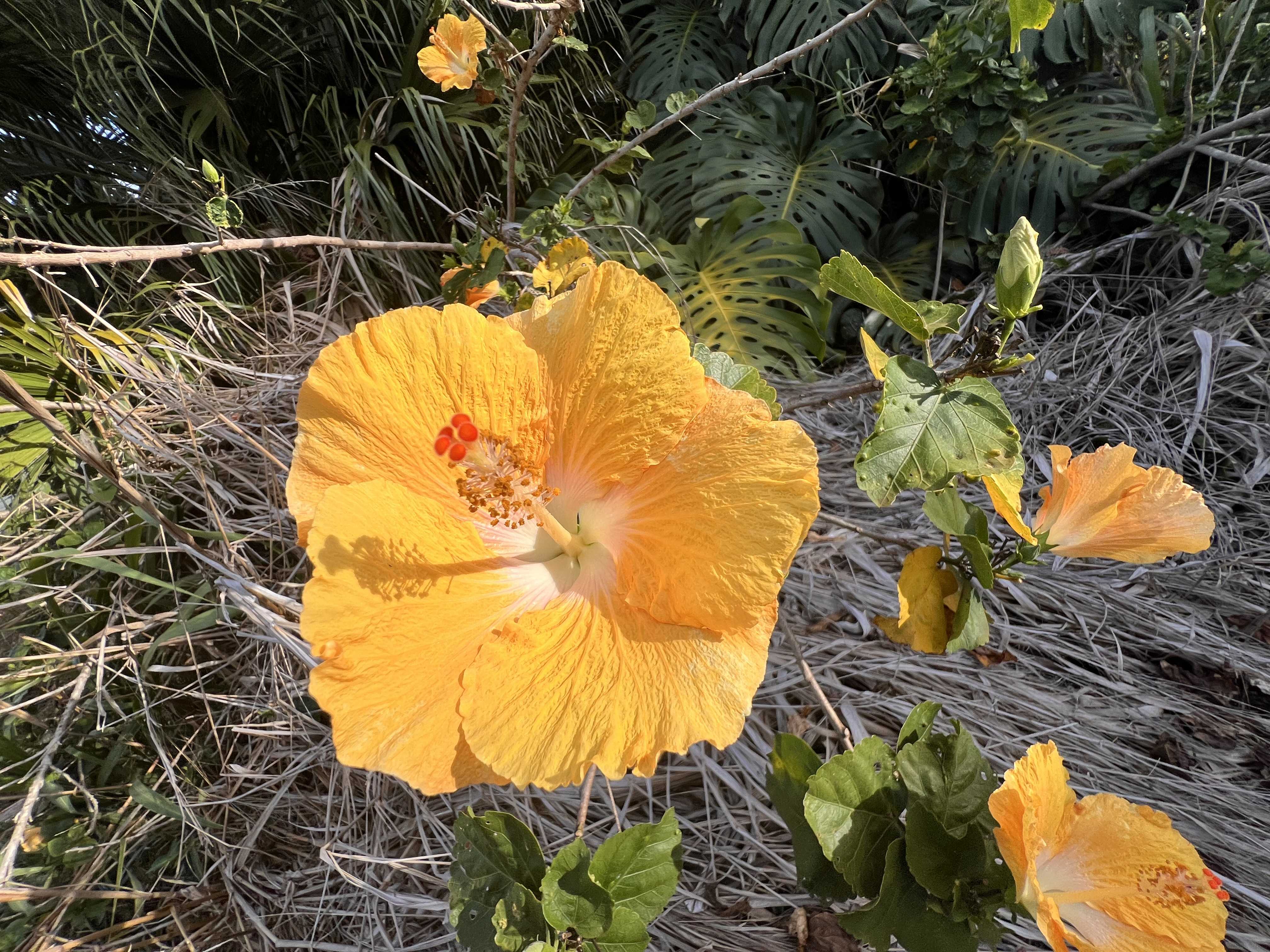 KUKUAU ST, Hilo, HI 96720