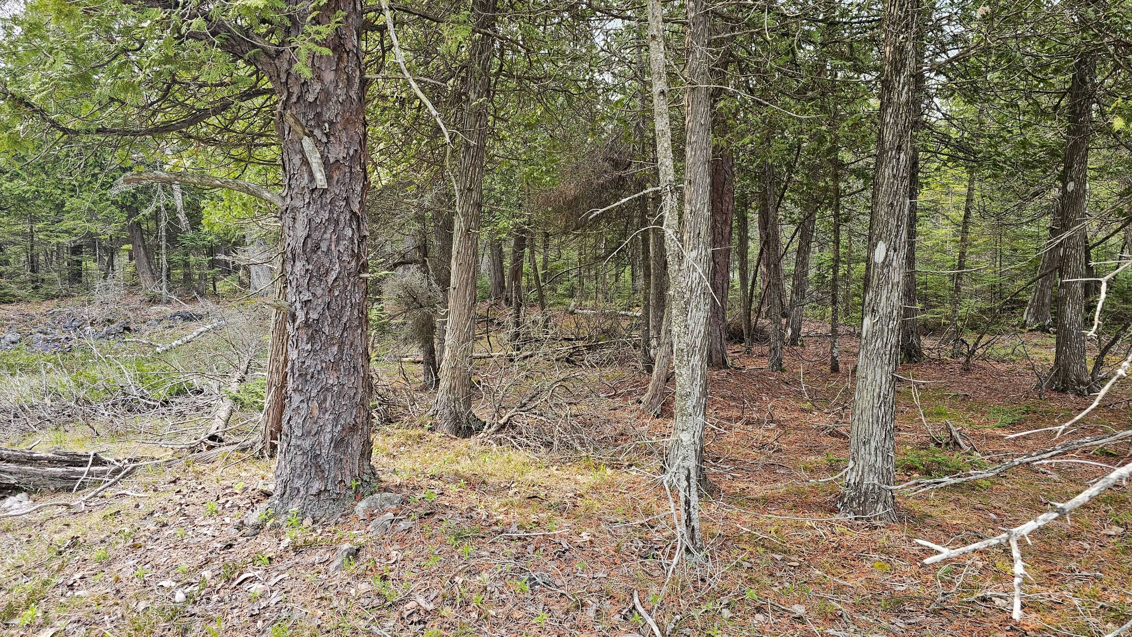 LT 255 Pedwell Pt. DR, Northern Bruce Peninsula, ON N0H 2R0