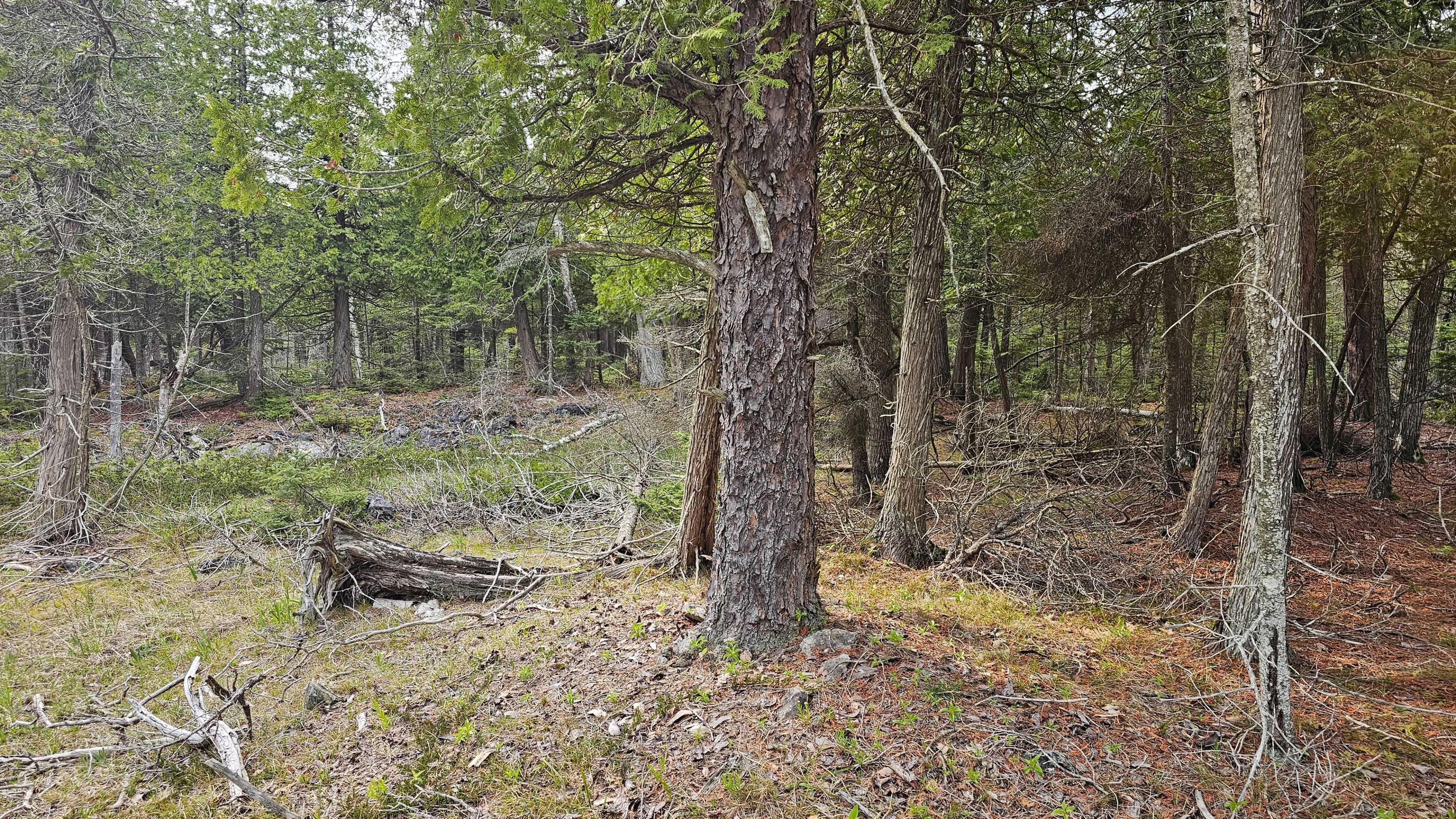 LT 255 Pedwell Pt. DR, Northern Bruce Peninsula, ON N0H 2R0