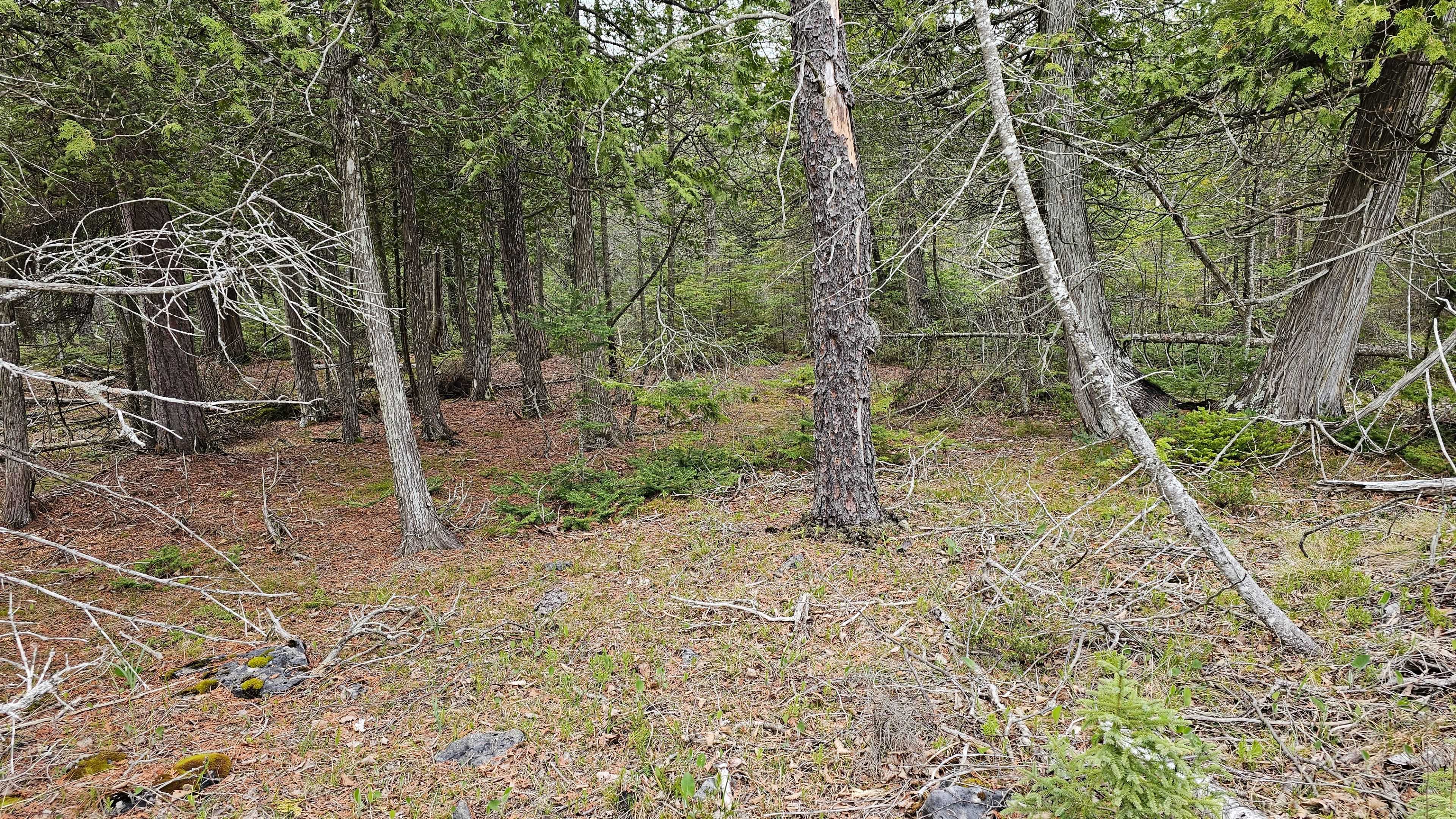 LT 255 Pedwell Pt. DR, Northern Bruce Peninsula, ON N0H 2R0