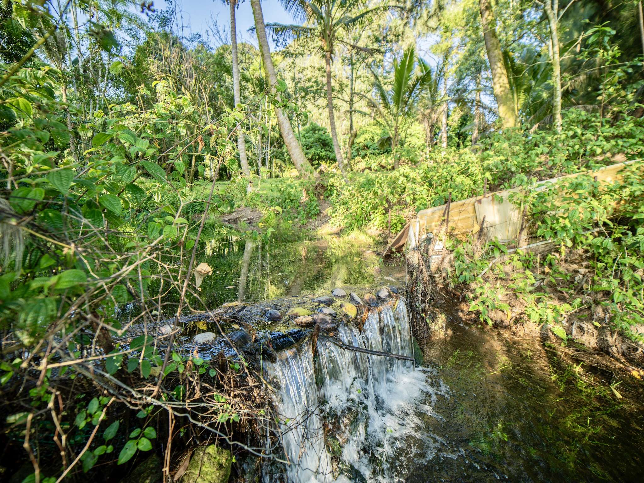 29-509 CHIN CHUCK RD, Hakalau, HI 96710