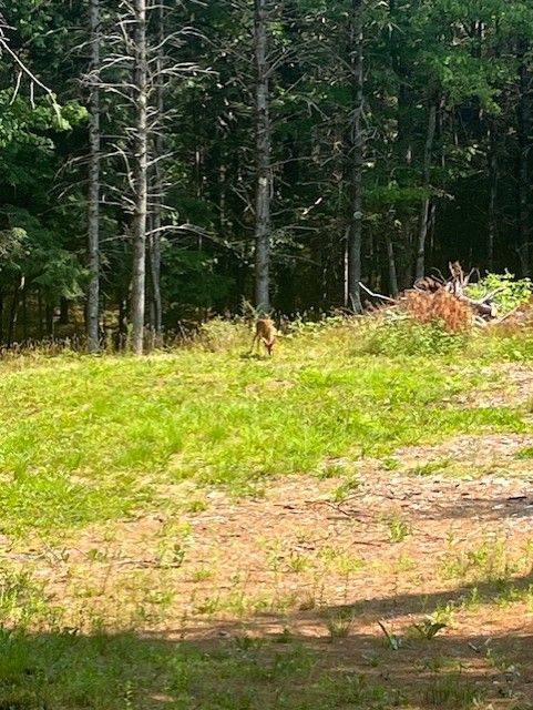 942 Balmer RD, North Kawartha, ON K0L 1A0