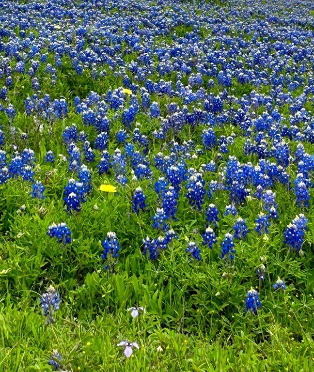 1505 McElroy Lane, No City, TX 78950