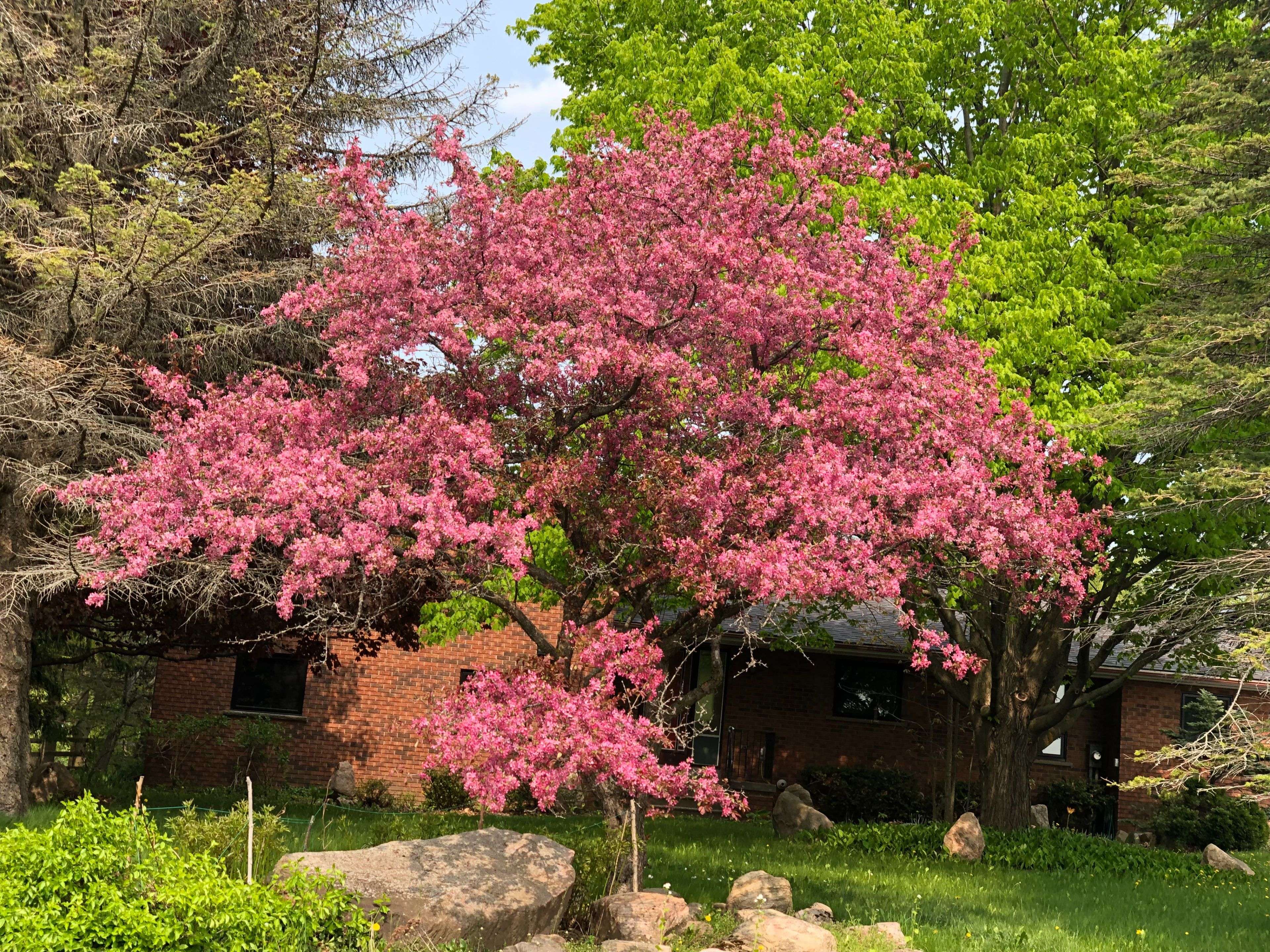 9 Mill View CT, Caledon, ON L7K 2N4