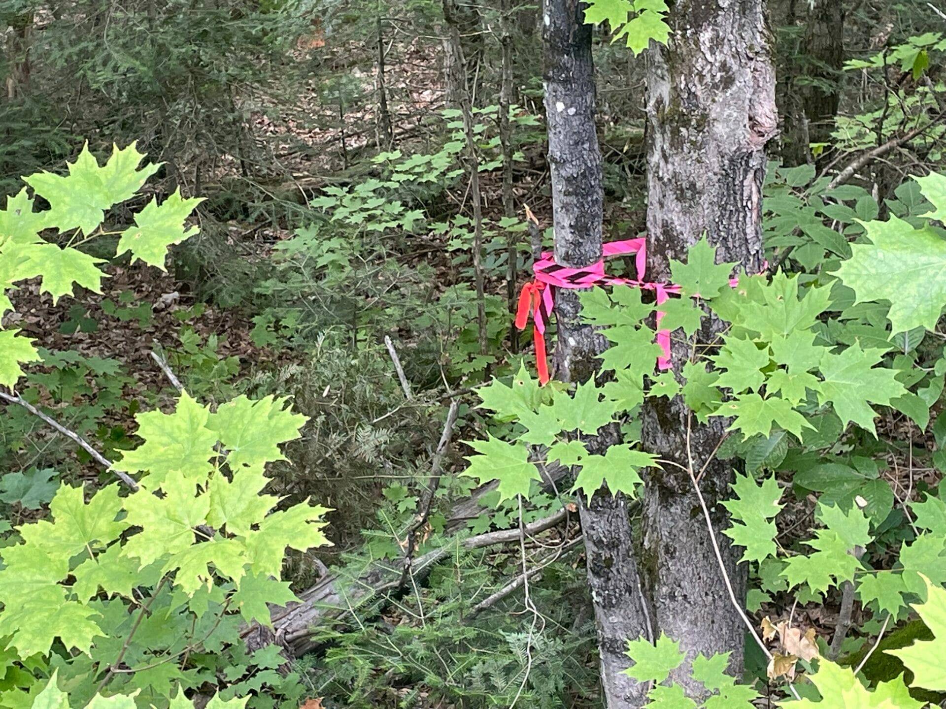 00 Rye RD #Part 2, South River, ON P0A 1X0