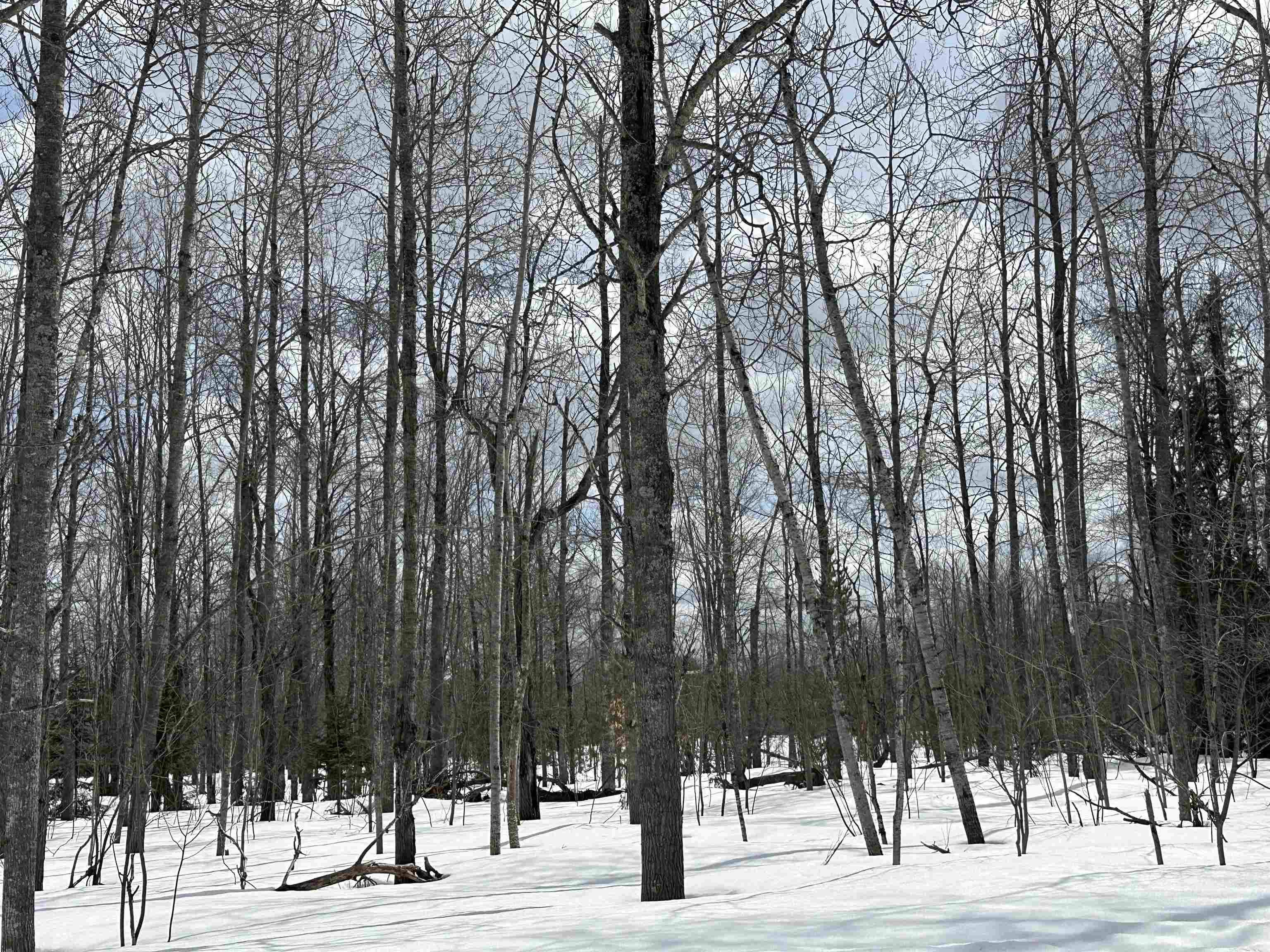 TBD Thornton DR, Mancelona Twp, MI 49659