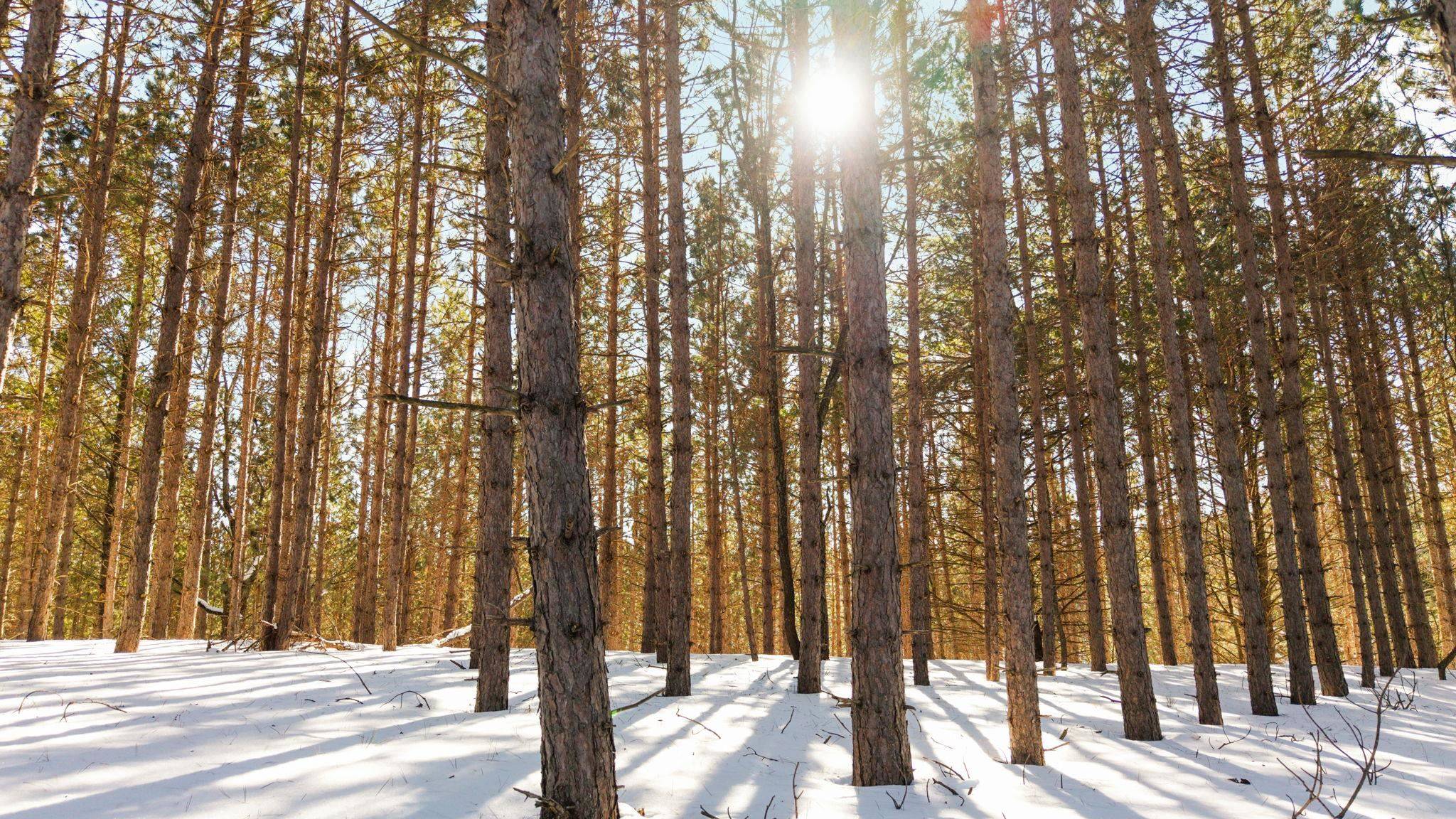 4811 Truax Lake RD, Whitewater Twp, MI 49690