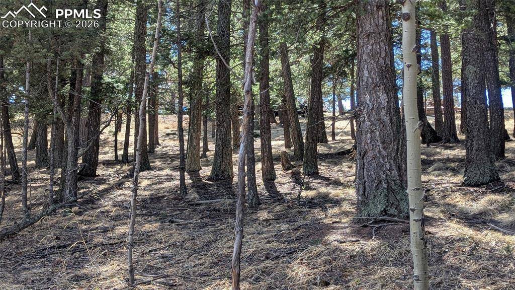 924 Will Scarlet DR, Divide, CO 80814