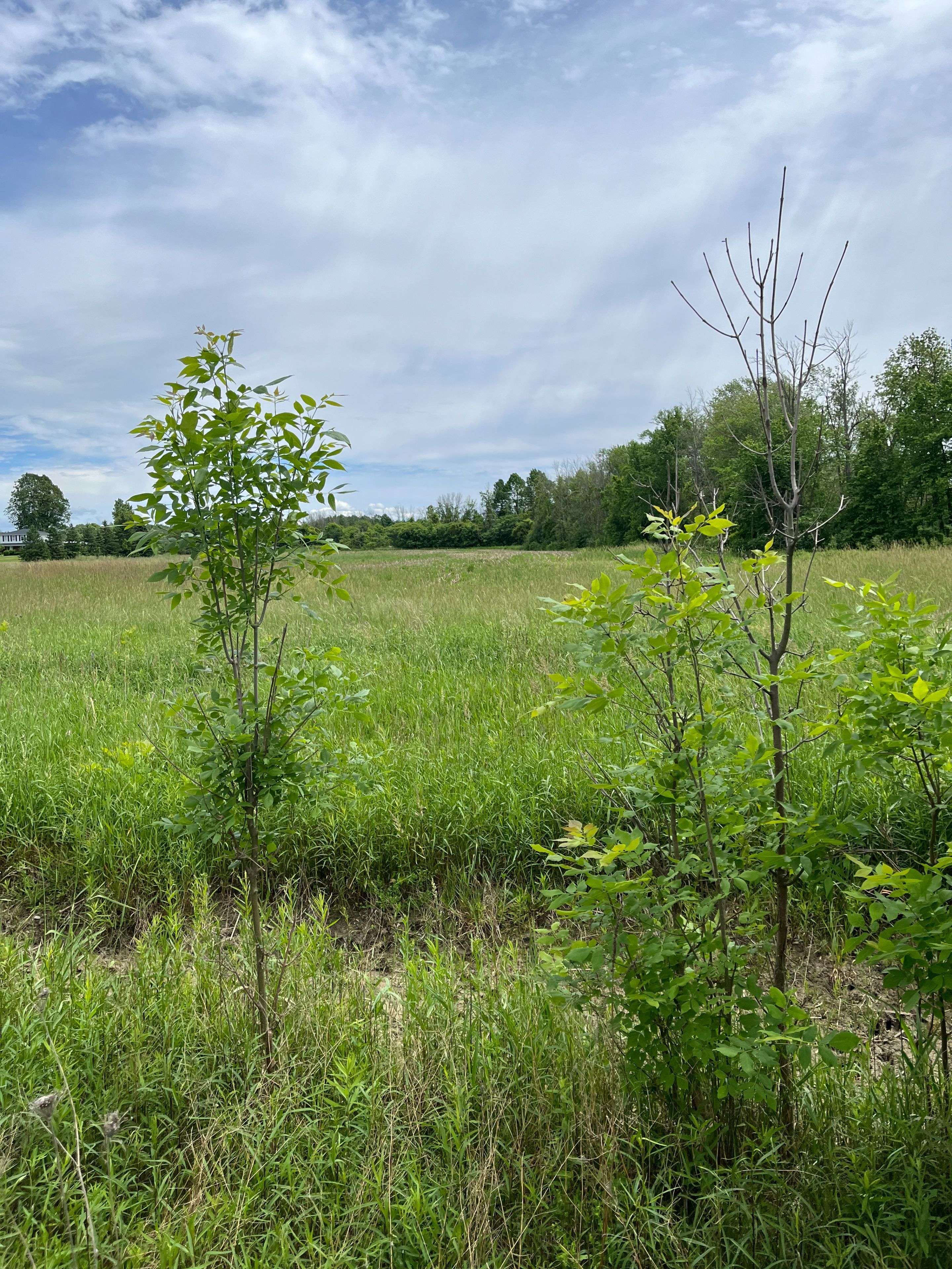 N/A Highway 48 N/A, Georgina, ON L0E 1N0