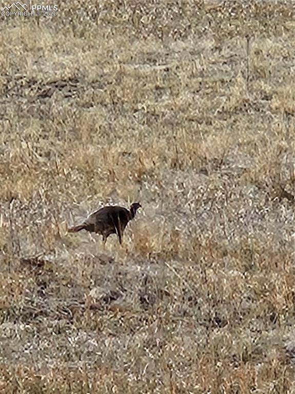 717 Canyon DR, Florissant, CO 80816