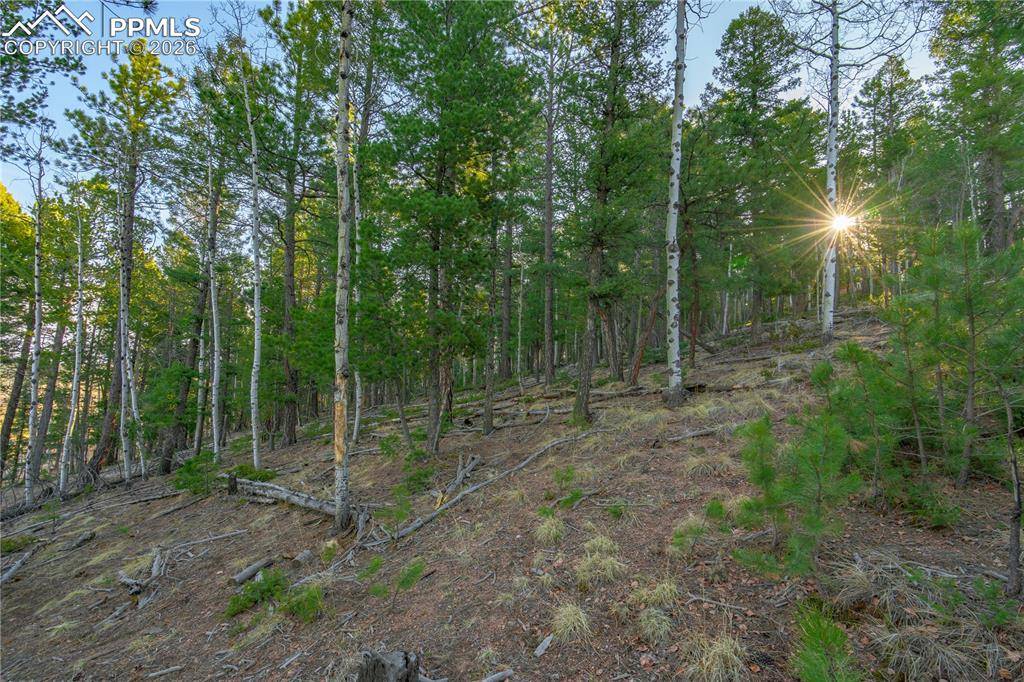 88 Malmsey LN, Divide, CO 80814