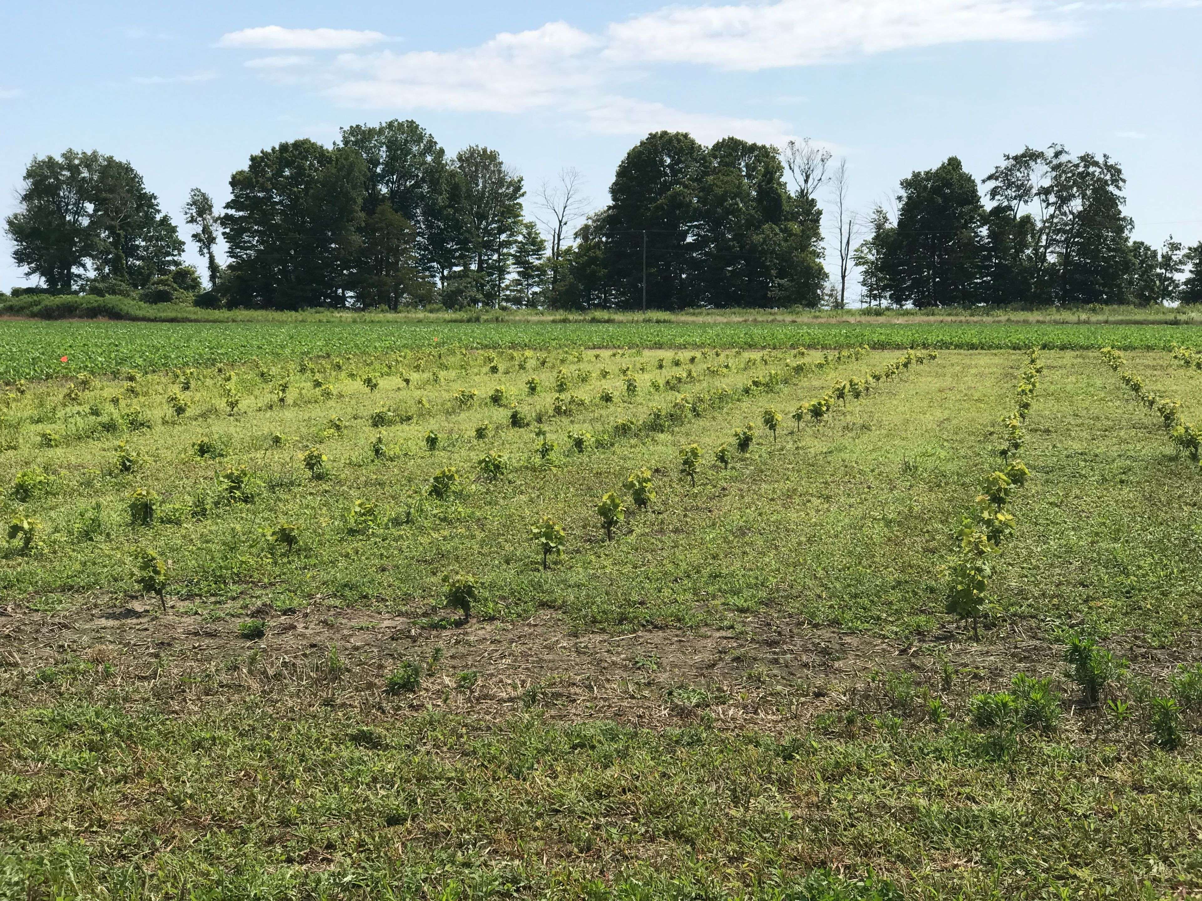 48397 Dexter Line, Central Elgin, ON N5H 2R2