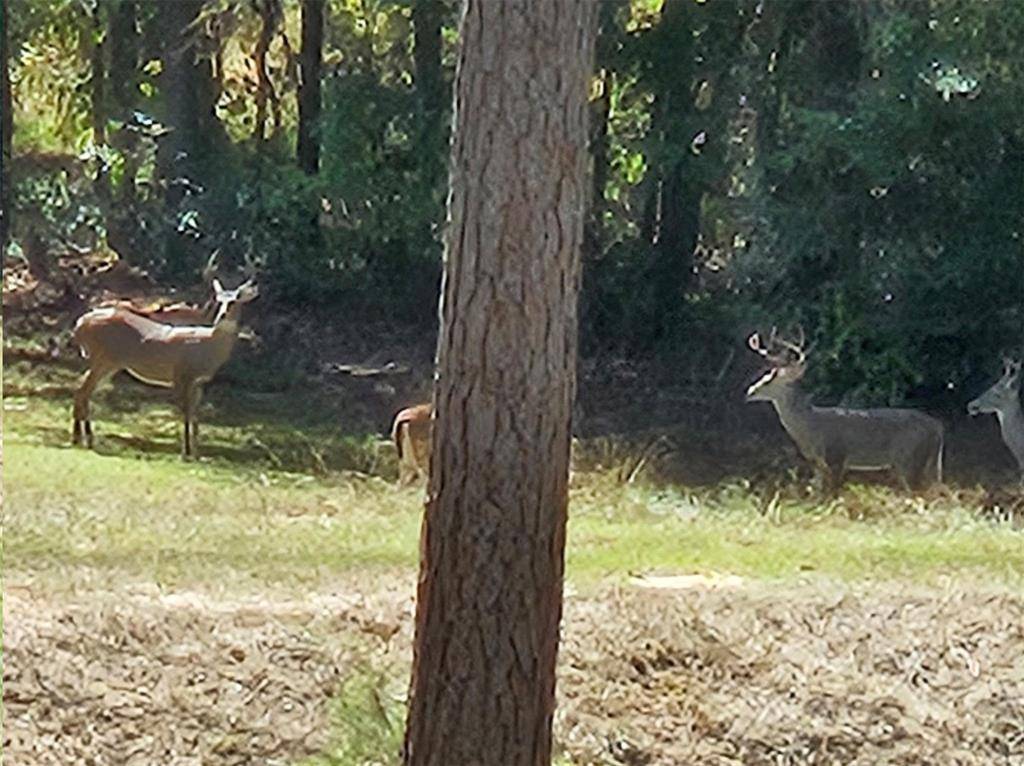 4491 S FM 2869, Hawkins, TX 75765