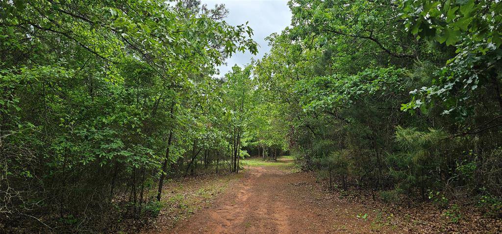 TBD VZ County Road 4814, Ben Wheeler, TX 75754