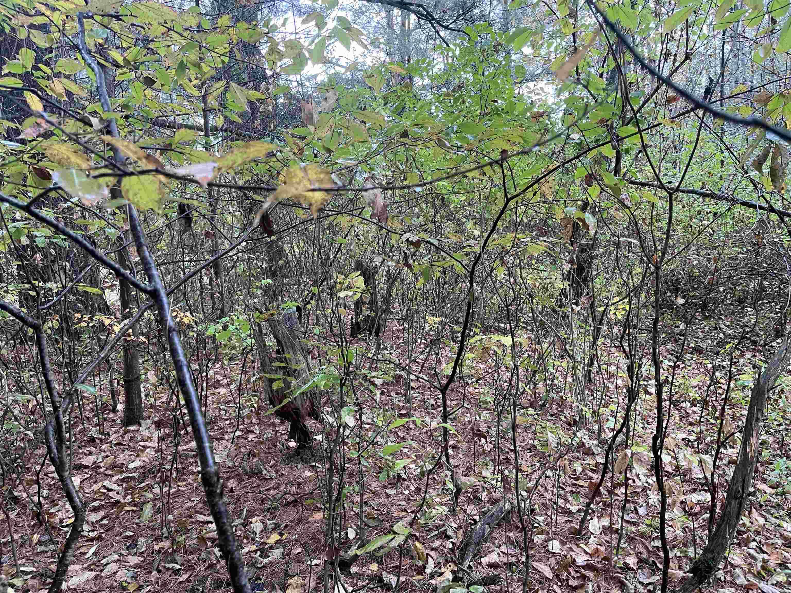 35 Wilber RD, Baldwin Twp, MI 48763