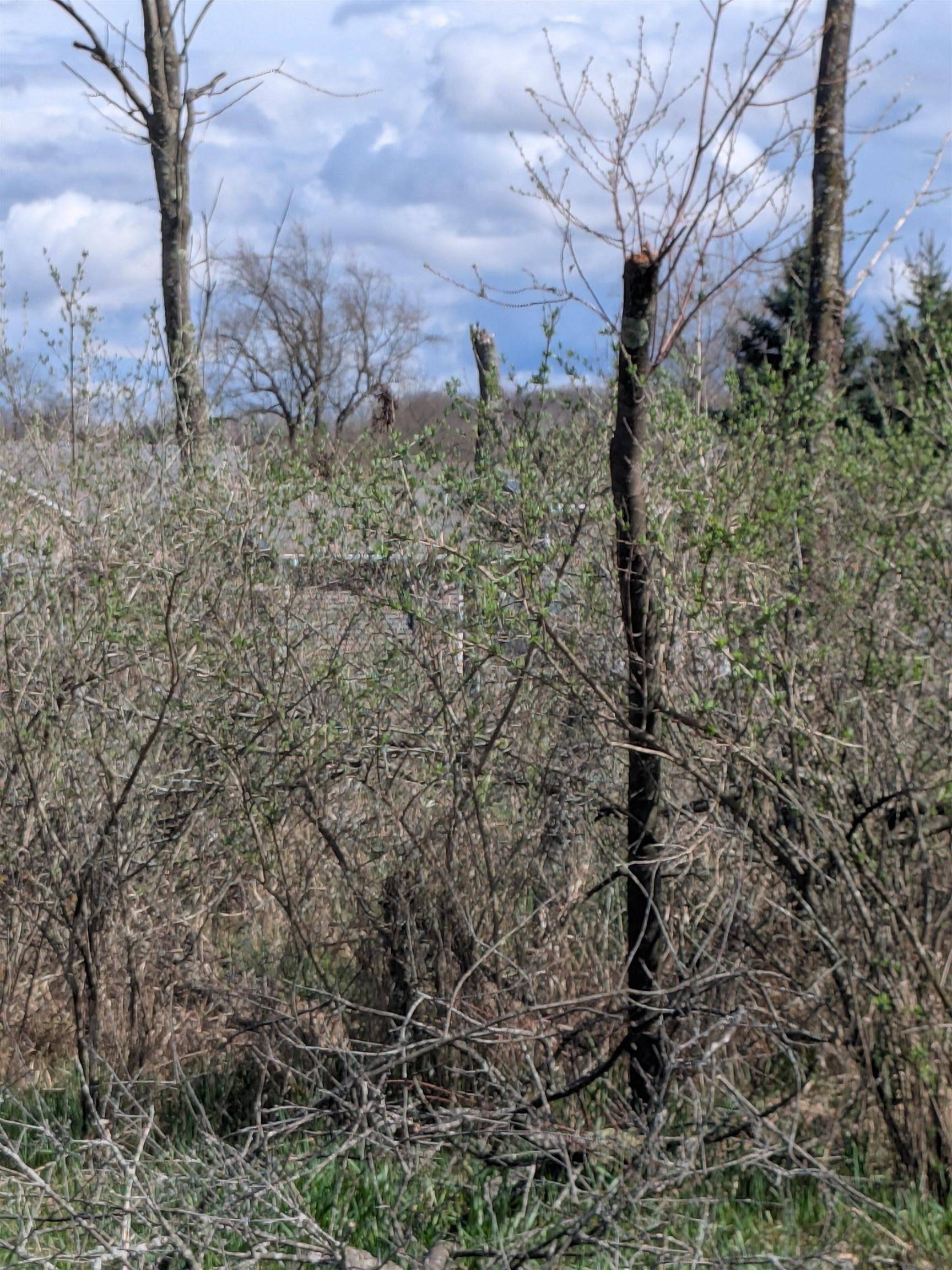 1009 Kent ST, Broomfield Twp, MI 48893