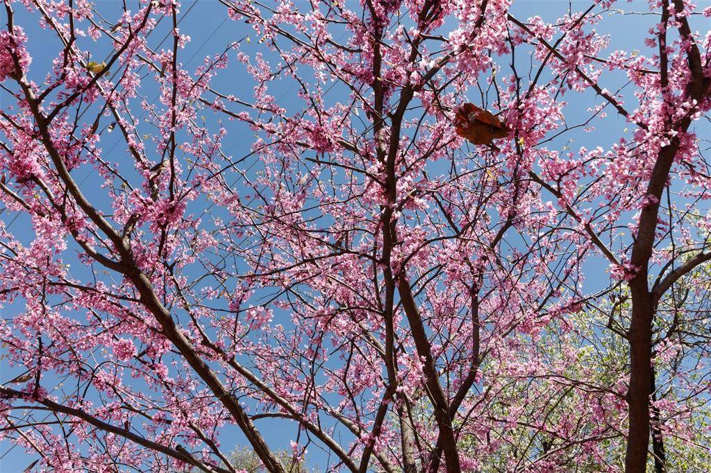 4044 Buena Vista #104, Dallas, TX 75204