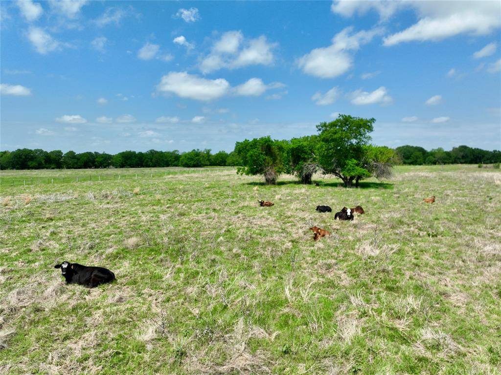 TBD 11 acres Fm 1183, Alma, TX 75119