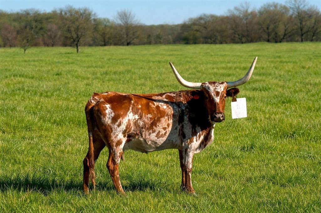 0 PR 8496, Cayuga, TX 75832