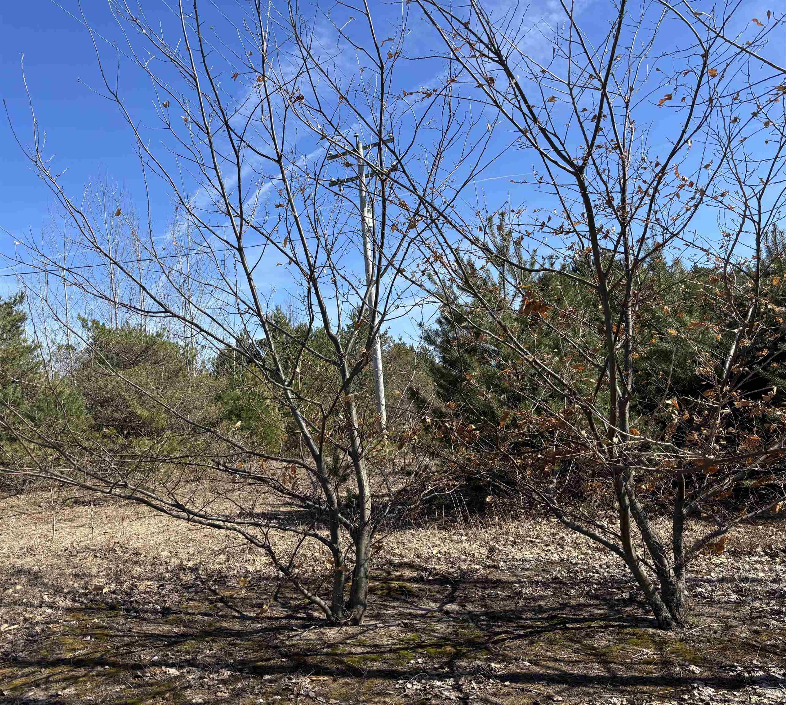 000 Case RD, Benzonia Twp, MI 46917