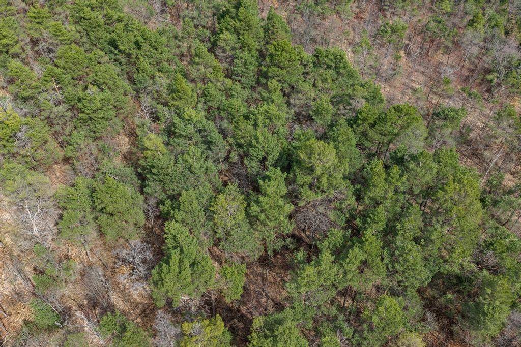 V/L Johnson RD, Mancelona Twp, MI 49659